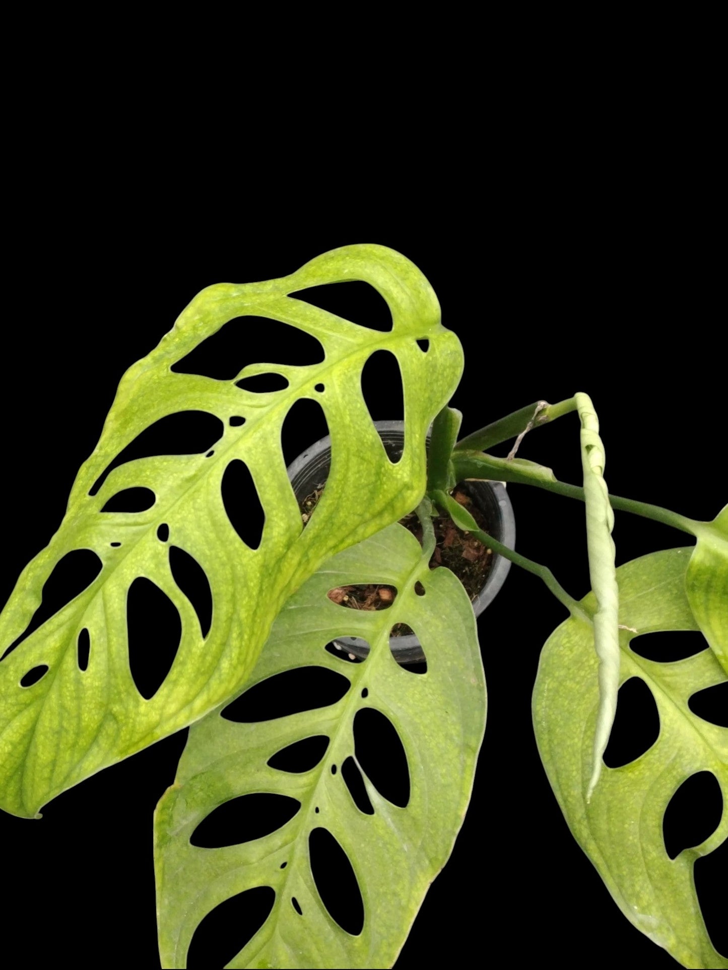 Monstera esqueleto