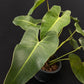 Philodendron cordatum