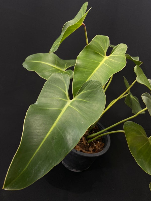 Philodendron cordatum
