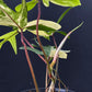 Philodendron Florida Beauty