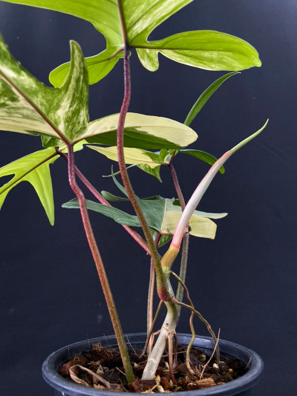 Philodendron Florida Beauty