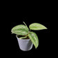 Scindapsus exotica