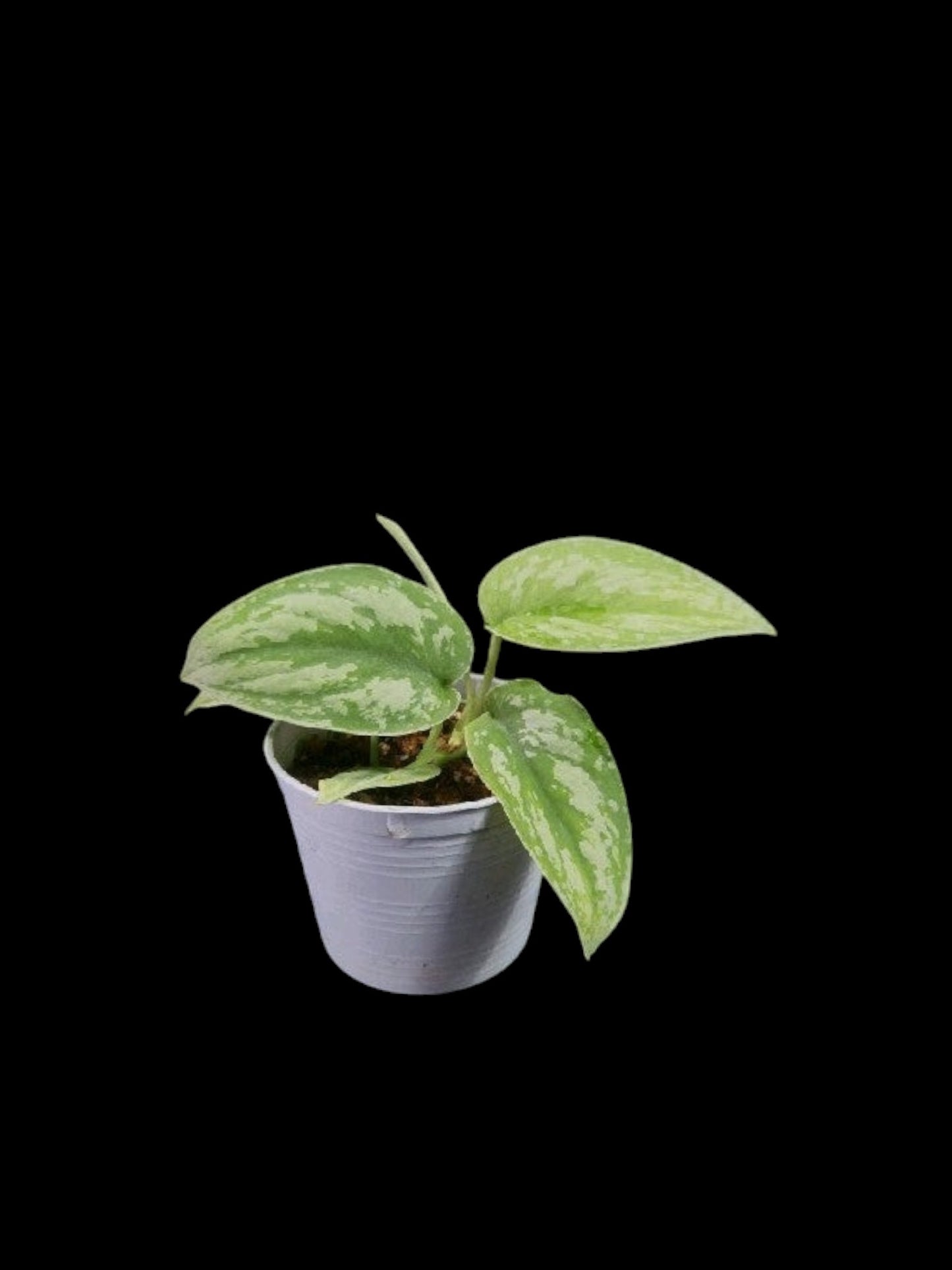 Scindapsus exotica