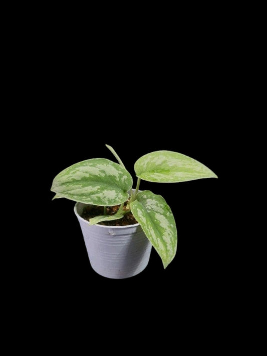 Scindapsus exotica