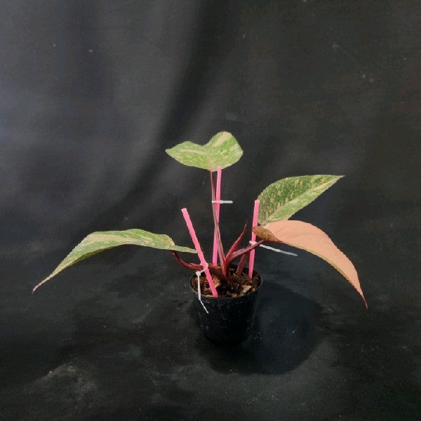Philodendron Orange Princess Galaxy