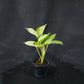 Epipremnum aureum Manjula