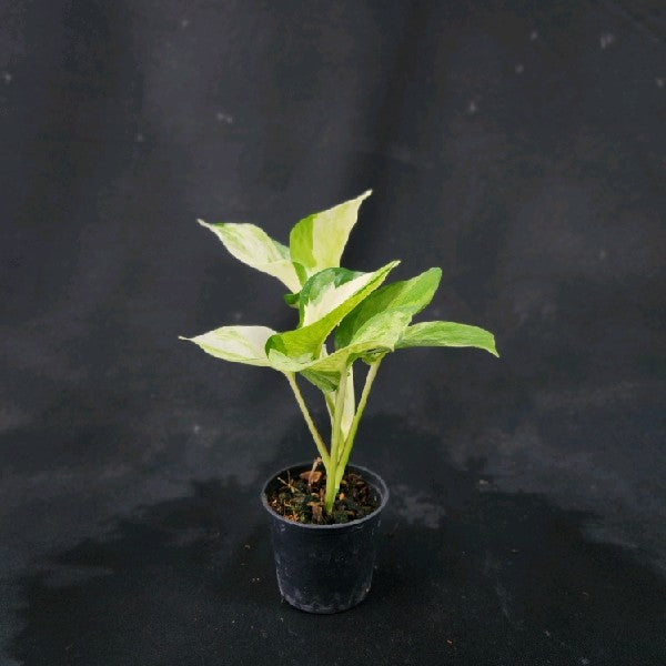 Epipremnum aureum Manjula