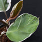 Philodendron White Knight Mutation