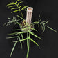 Philodendron polypodioides