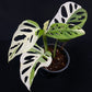 Monstera adansonii albo