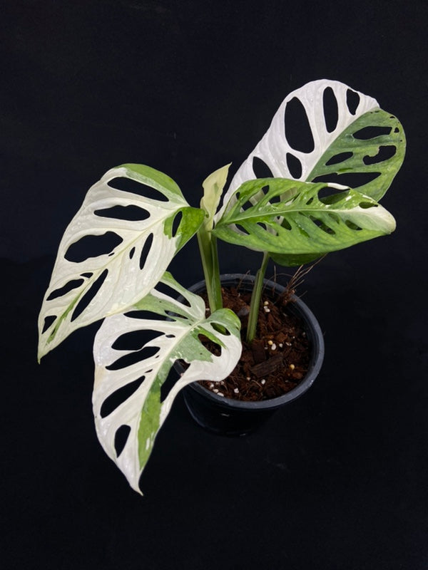 Monstera adansonii albo