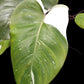 Philodendron Red Anderson