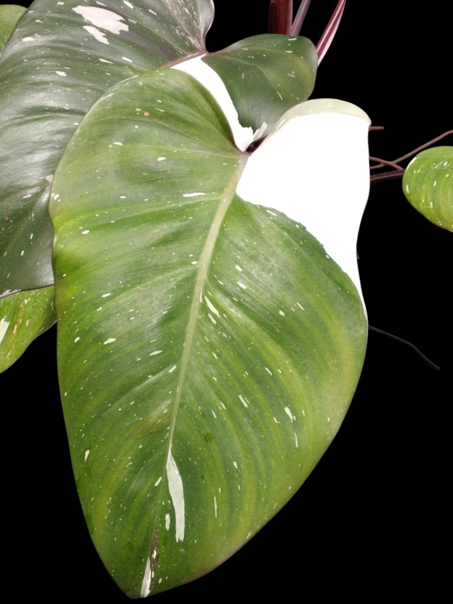 red anderson philodendron for sale Philodendron Red Anderson