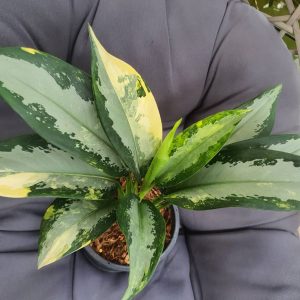 Amazon Garden Live Sales plant