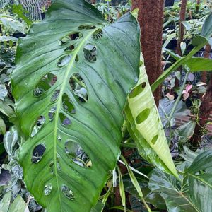Amazon Garden Live Sales plant
