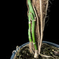 Monstera uleana (L)