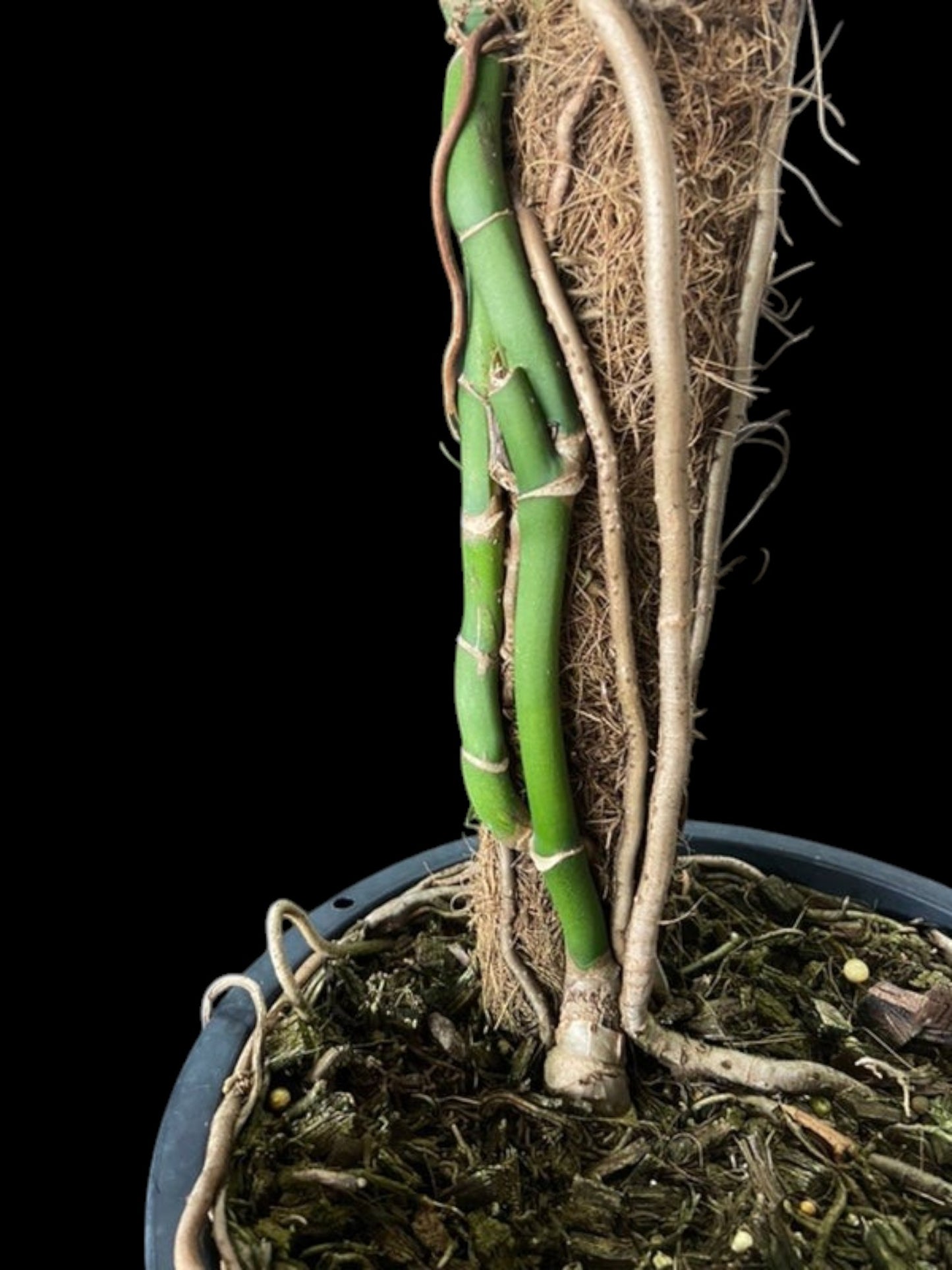 Monstera uleana (L)