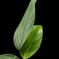 Monstera pinnatipartita Colombia