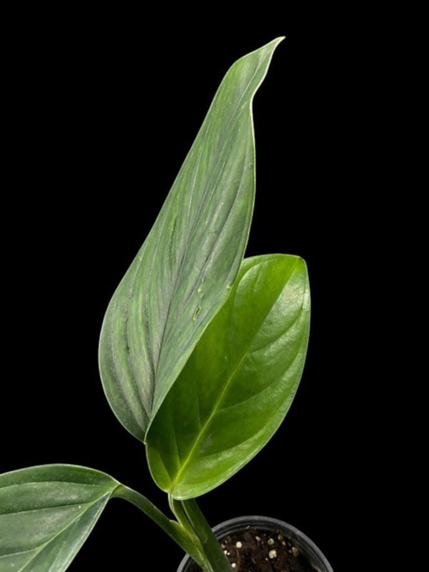 Monstera pinnatipartita Colombia