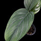 Monstera pinnatipartita Colombia