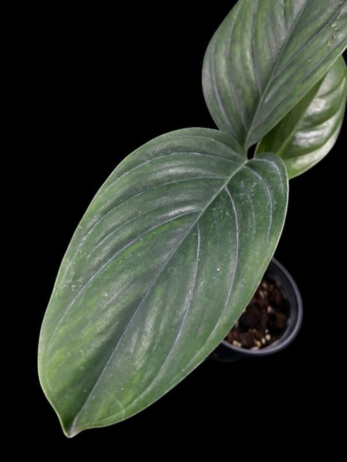 Monstera pinnatipartita Colombia