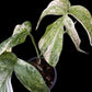 Amydrium medium variegated