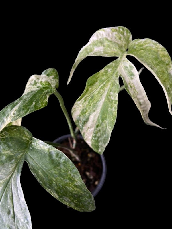 Amydrium medium variegated