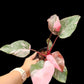 Philodendron Pink Princess Marble