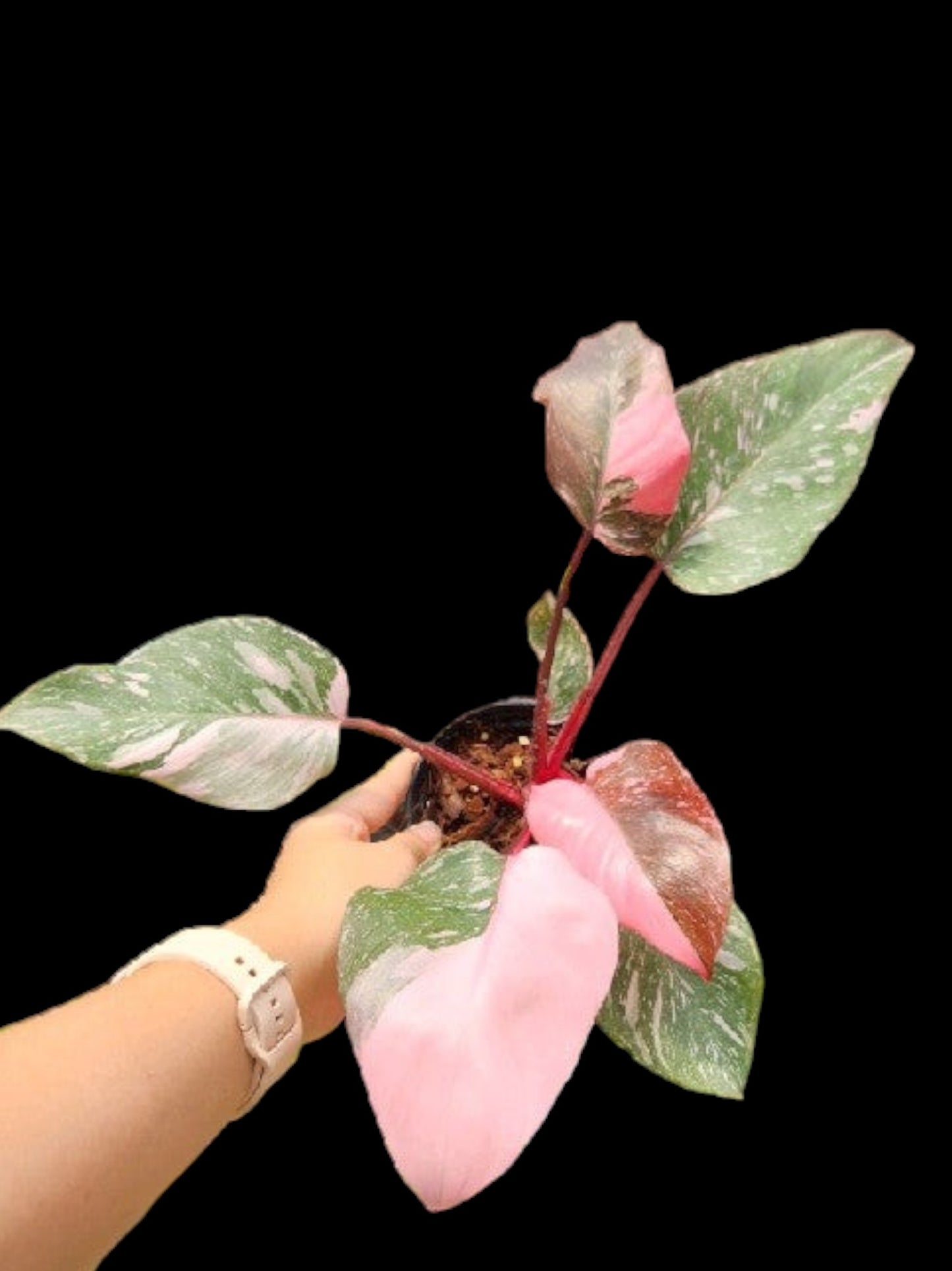 Philodendron Pink Princess Marble