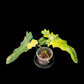 Philodendron Florida Beauty x Bob Cee variegated