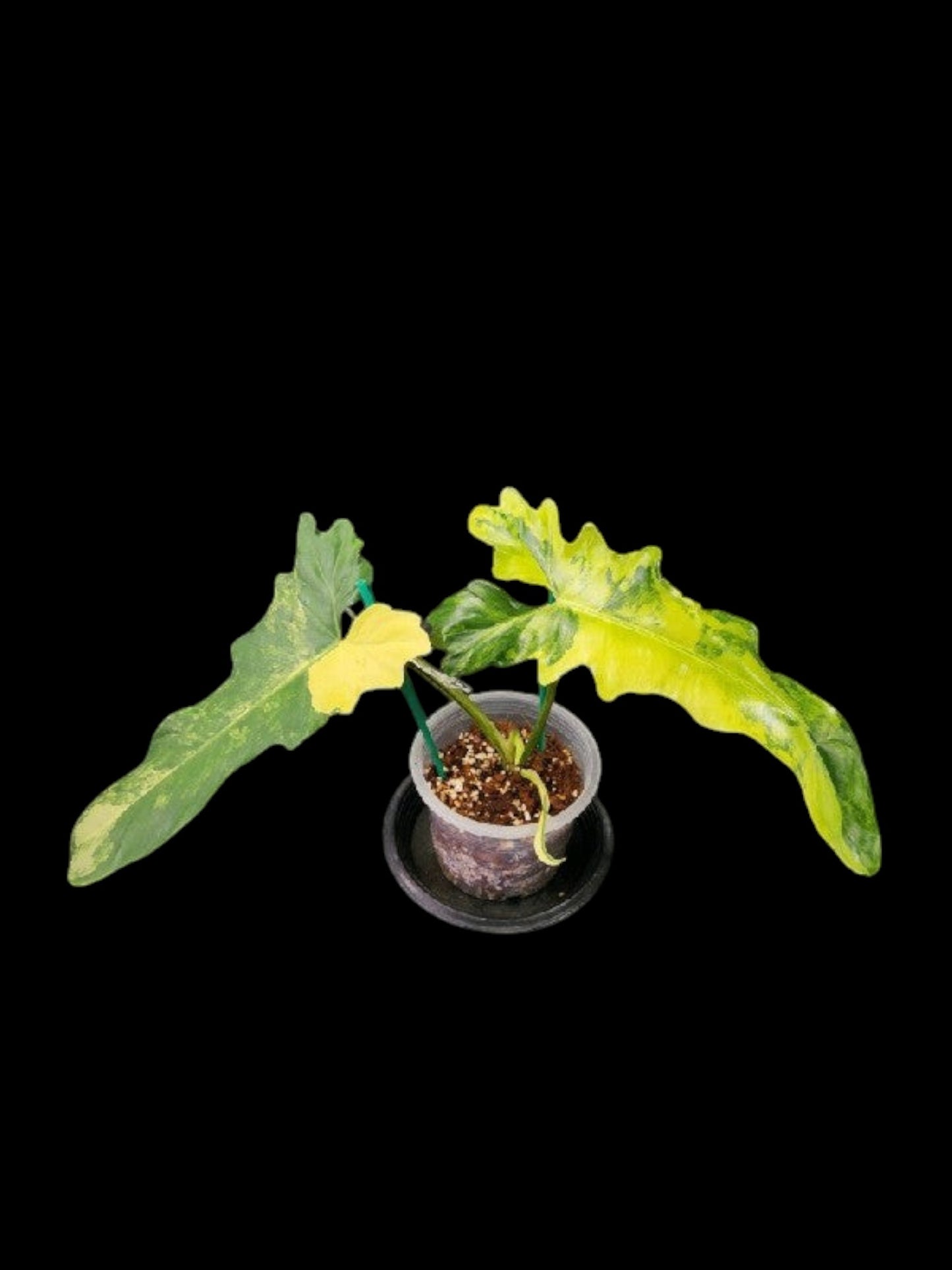 Philodendron Florida Beauty x Bob Cee variegated
