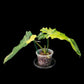 Philodendron Florida Beauty x Bob Cee variegated