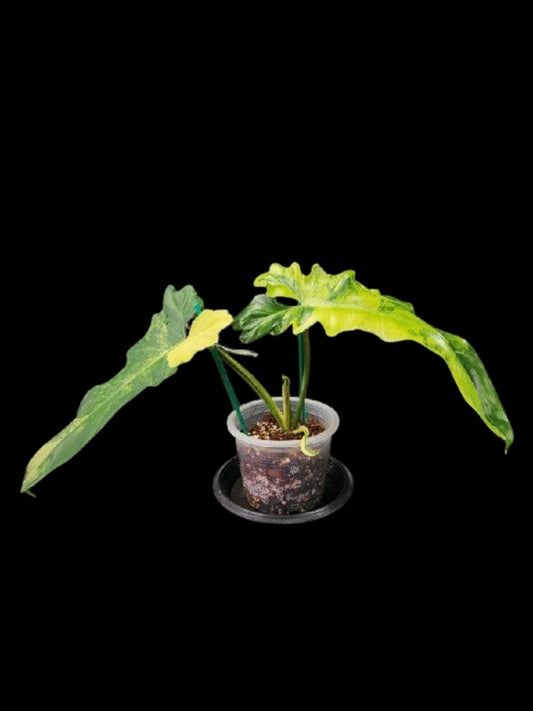 Philodendron Florida Beauty x Bob Cee variegated