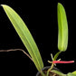 Philodendron bicolor