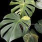 Monstera deliciosa Yellow Marilyn