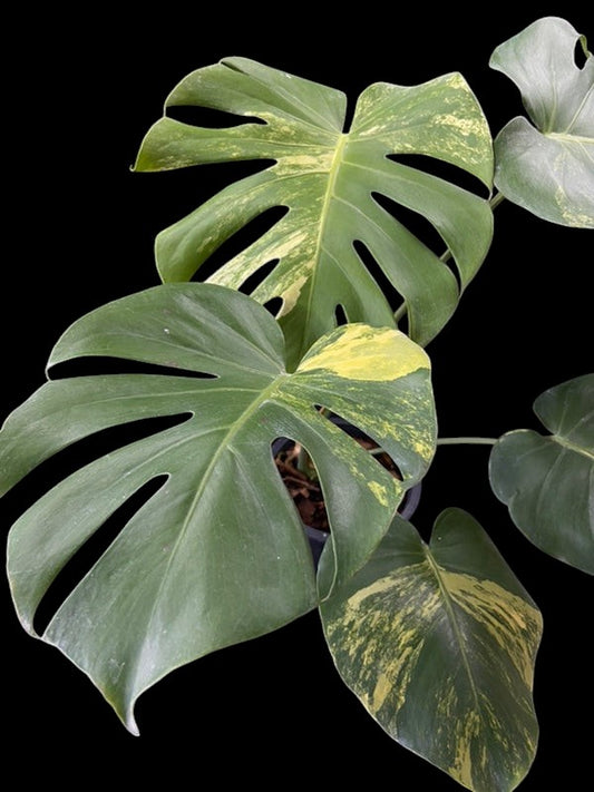 Monstera deliciosa Yellow Marilyn