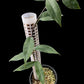 Philodendron chinchamayense