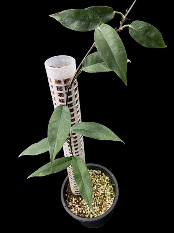 Philodendron chinchamayense