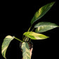 Epipremnum giganteum Aurea