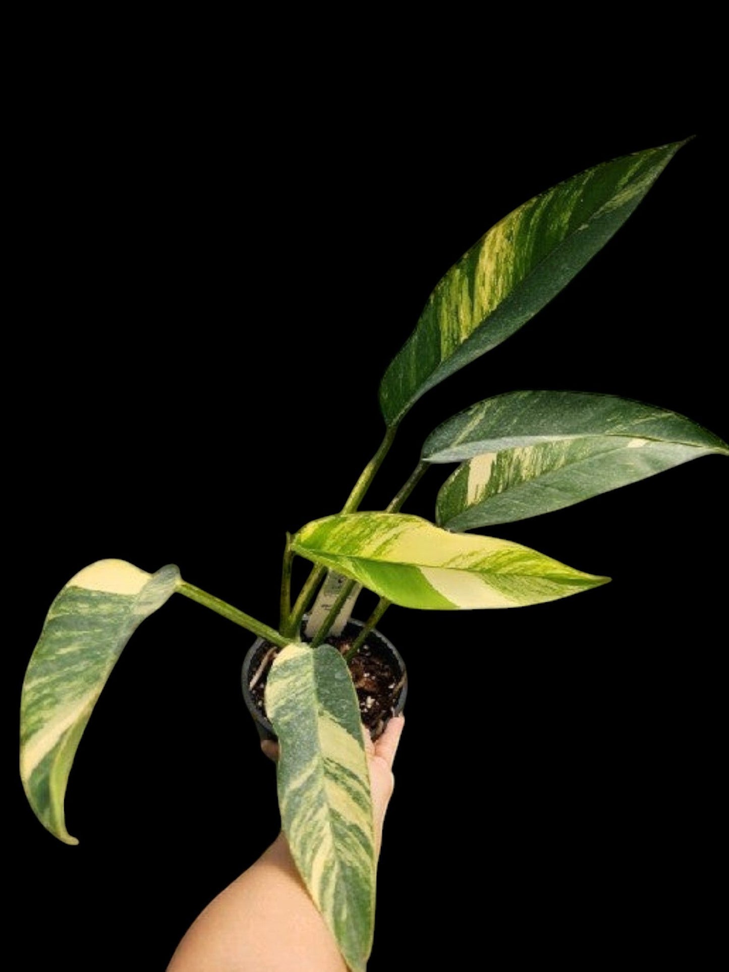 Epipremnum giganteum Aurea