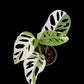 Monstera adansonii albo