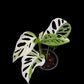 Monstera adansonii albo