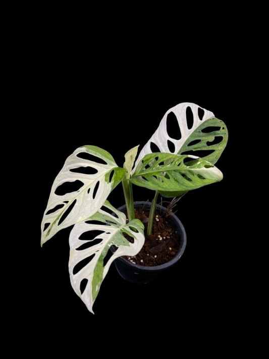 Monstera adansonii albo