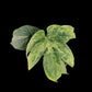 Amydrium medium Spider mint
