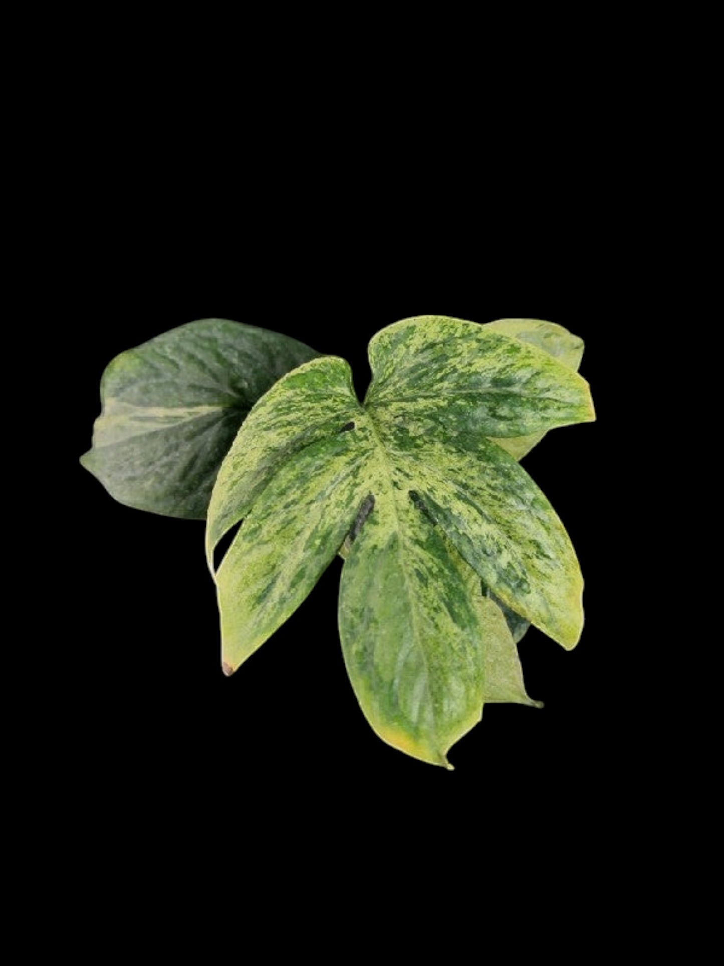 Amydrium medium Spider mint
