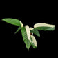 Epipremnum giganteum albo variegated (M)