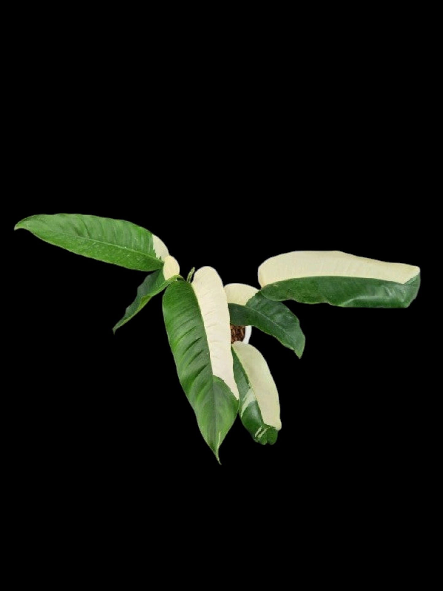 Epipremnum giganteum albo variegated (M)