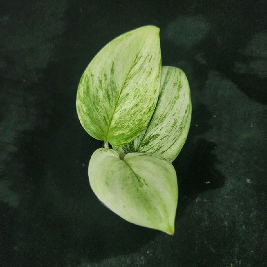 Scindapsus moonlight Marble