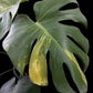Monstera deliciosa Yellow Marilyn