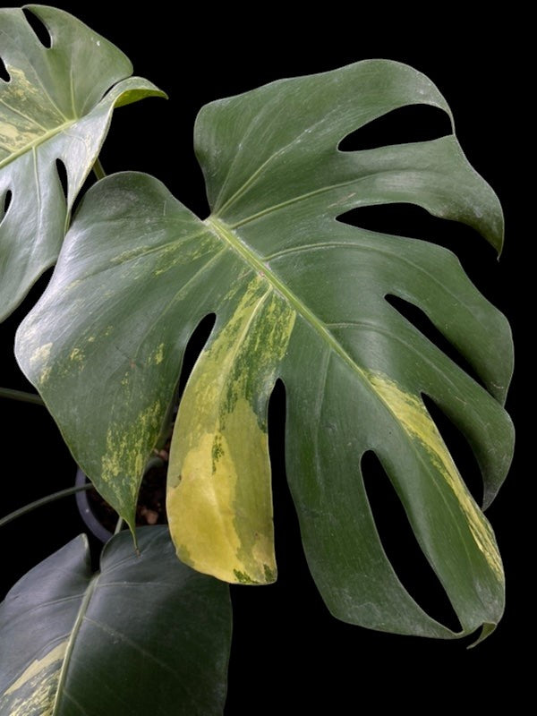 Monstera deliciosa Yellow Marilyn